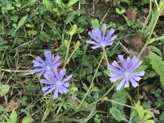 Cichorium intybus