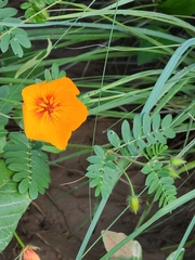 Kallstroemia grandiflora