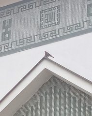 Phoenicurus phoenicurus