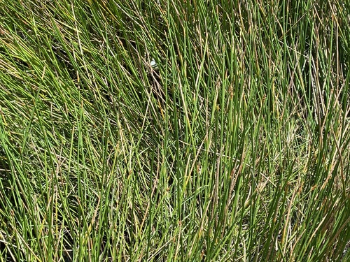Image of Eleocharis interstincta by (c) Kyle Van Houtan, some rights reserved (CC BY)