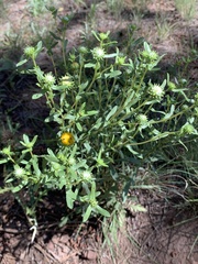 Grindelia nuda aphanactis