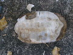 Indotestudo elongata