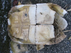 Indotestudo elongata