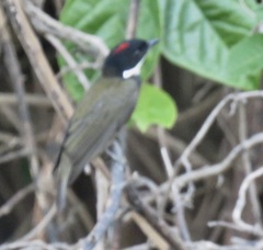 Heterocercus linteatus