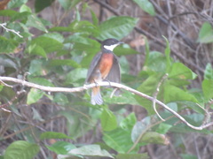 Heterocercus linteatus