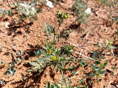 Potentilla tergemina