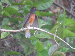 Heterocercus linteatus