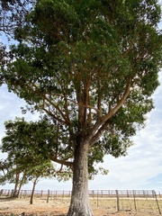 Calycophyllum spruceanum