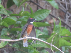 Heterocercus linteatus