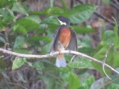 Heterocercus linteatus