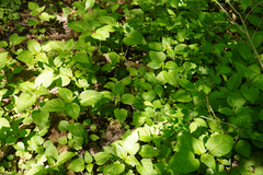Impatiens parviflora
