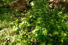 Impatiens parviflora