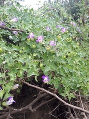 Maurandya barclayana