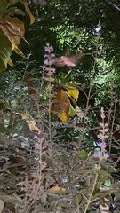 Hyles livornica