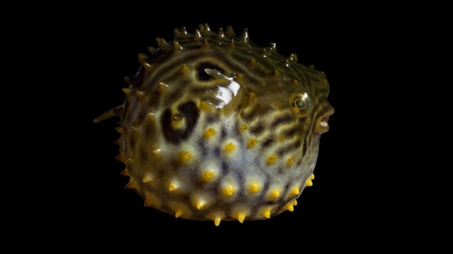 Striped Burrfish