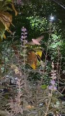 Hyles livornica