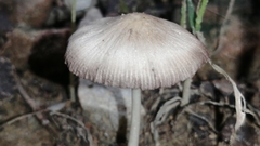 Agaricales