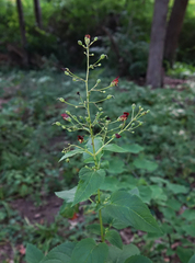 Scrophularia marilandica