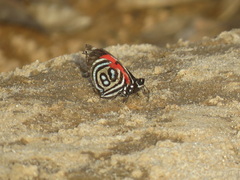 Diaethria kolyma