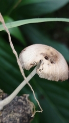 Agaricales