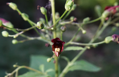Scrophularia marilandica