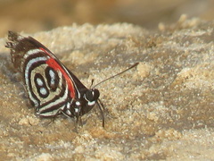 Diaethria kolyma