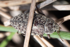 Epitragodes tomentosus