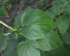 Scrophularia marilandica