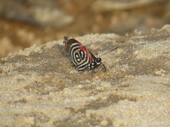 Diaethria kolyma