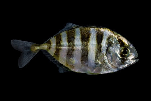 Atlantic Crevalle Jack