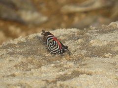 Diaethria kolyma