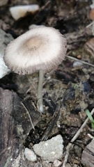 Agaricales