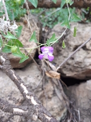 Maurandya barclayana
