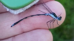 Lestes forcipatus