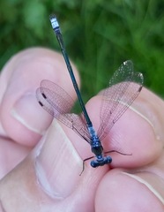 Lestes forcipatus