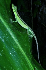 Anolis fitchi