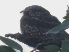 Hydropsalis climacocerca