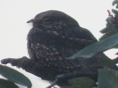 Hydropsalis climacocerca