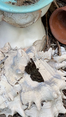 Staphylus hayhurstii