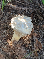 Agaricus evertens