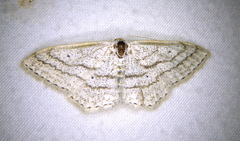 Scopula ancellata