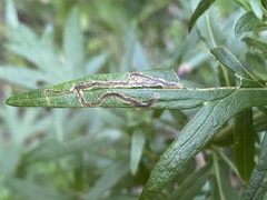 Liriomyza ptarmicae