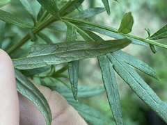 Liriomyza ptarmicae