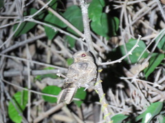 Hydropsalis climacocerca