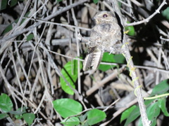 Hydropsalis climacocerca