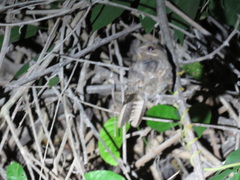Hydropsalis climacocerca