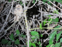 Hydropsalis climacocerca