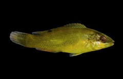 Tautogolabrus adspersus