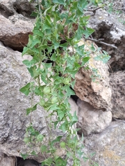 Maurandya barclayana