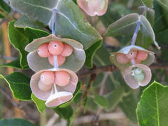 Lonicera implexa